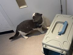-御宝贝·A梦猫科宠物医院(国际猫友好医院)