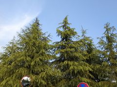 -铁山坪森林公园