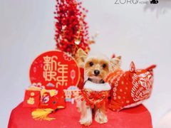 -佐罗家宠物馆·猫文化馆(紫霞路店)