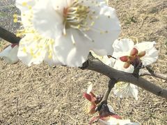 -嘉北郊野公园