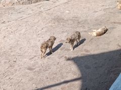 -西霞口神雕山野生动物世界