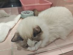 -FAELING PETS美天灵宠物(富力广场店)