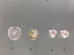 -青岛贝壳博物馆