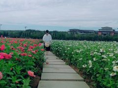 -莲花山花海