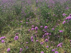 -北京东方普罗旺斯薰衣草庄园