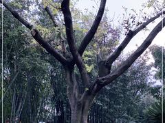 -望江楼公园
