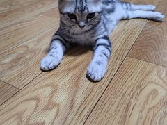 -lincat·猫舍(广州店)