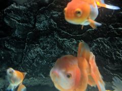 -苏州海洋馆
