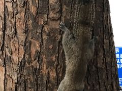 -西湖外事游船(湖滨二公园外事游船码头)