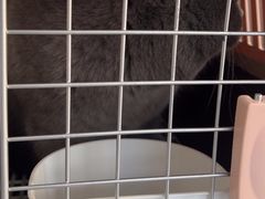 -pd派德宠物中心医院24H急重症·眼科中心·血液透析中心(嵩山北路店)