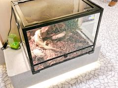 -momokira米努特·德文卷毛猫·棉花面纱犬