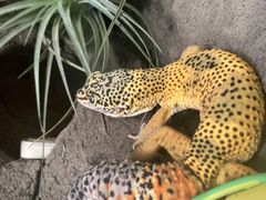 -酷以爬仙阁实体爬宠店·守宫·蜥蜴·专业繁育