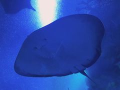 -珠海长隆海洋王国