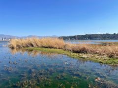 -洱海月湿地公园