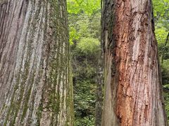 -天目山大树王景区