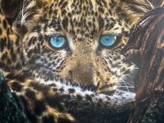 -罗红摄影艺术馆