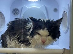 -悠尼宠物·独立低压伊珊娜洗护·美容·寄养(兰谷路店)