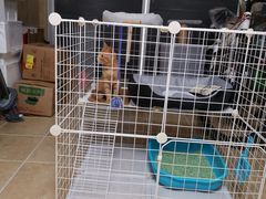 -艾贝尔宠物医院·狂犬免疫点(江山金象城店)