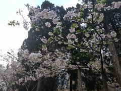 -武汉大学-樱园