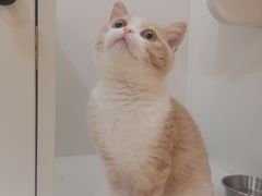 -三花喵·撸猫购宠·宠物生活馆(虹桥南丰城店)