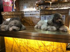 -more than meow吴止猫主题餐厅(承德 中船汇店)