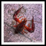 好吃又新鲜的十三香小龙虾😘