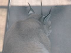 -青藏高原野生动物园