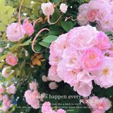 小众风光/绝美月季花墙