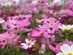 -二沙岛艺术公园