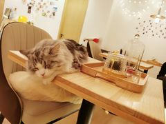 -猫腻·猫咖·撸猫馆(星光大道店)