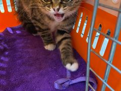 -瑞派·关忠动物医院·异宠专科·犬猫肿瘤·皮肤专科(望京店)