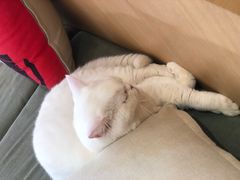 -CAT’S MEWSTAR CAFE·喵星球猫屋(晴湾咖啡店)