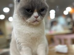 -猫小院猫主题餐厅(南锣旗舰店)