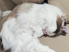 -怪兽屋·羊驼·猫咖·狗咖(俊华广场店)