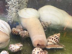 -岛中岛·海鲜大排档·万宁老字号(东澳店)