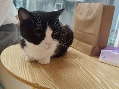 -猫咪派对(江南西店)