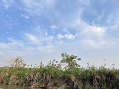 -大湾区中央湿地公园