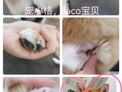 -宠小格时尚宠物生活馆(唐镇店)