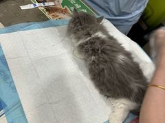-四月宠物医院·猫专科·心脏专科·内科(转塘店)