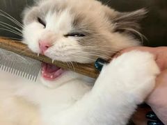 -客栈猫舍(中央北路店)