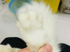 -宠爱国际动物医院·消化内科·心肾内科·ISFM猫友好(望京店)