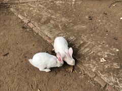 -紫海香堤香草艺术庄园