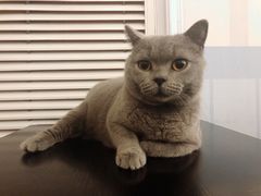 -猫小院猫主题咖啡厅(北锣店)