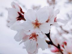 -顾村公园