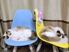 -四月宠物医院·猫专科·心脏专科·内科(转塘店)