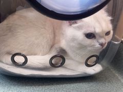 -瑞派·关忠动物医院·猫专科·犬专科(三环新城店)