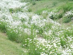 -汉长安城未央宫国家考古遗址公园
