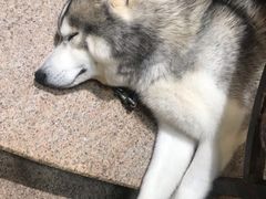 -more than meow吴止猫主题餐厅(承德 中船汇店)