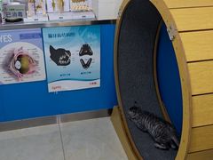 -康爱犬猫诊所·牙专科·骨外科·影像内科(丰宁店)