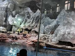 -帝企鹅自助餐厅•儿童岛•真企鹅(长隆企鹅酒店)